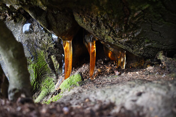 Resin leaking from underneath a tree takes the shape of icicles and are illuminated by sunlight. The amber coloured sapcicles are close to the woodland floor where the trunk grows out over a bank.