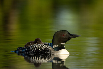 Common Loon adult with babies taken in central MN