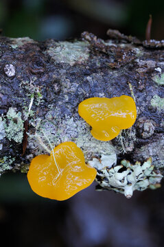 Orange Jelly (Dacrymyces palmatus)