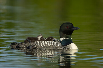 Common Loon adult wtih baby on back taken in central MN