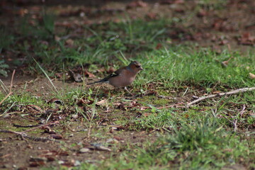 bird on the ground