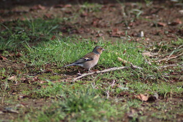 robin on the ground