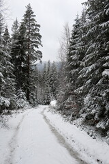 Road with tracks through snow covered pine spruce forest in winter season, Carpathian mountains, Ukraine