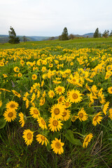 Wild yellow balsamroot in bloom on the plateau above the Columbia Gorge in Oregon