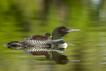 Common Loon adult wtih baby on back taken in central MN