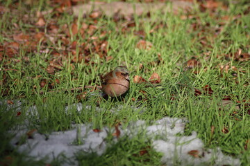 a finch sits on the ground