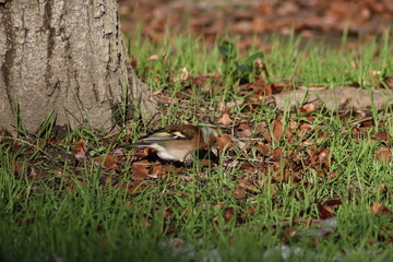 a finch sits on the ground