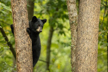 Black Bear cub in tree taken in northern MN