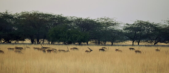 Fototapeta na wymiar Blackbuck National Park, Velavadar, Gujarat