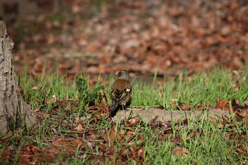 a finch sits on the ground