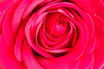 English red rose in stunning Hi Res detail 