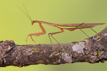 Praying Mantis taken in southern MN