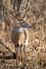 White-tailed Deer taken in southern MN in the wild