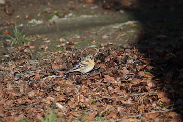 a finch sits on the ground