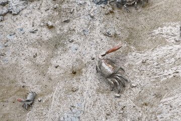 Crabes à pinces rouges dans la vase - Guyane française