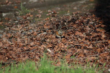 a finch sits on the ground