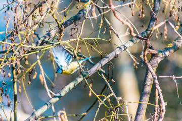 Bird.Spring.