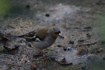 a finch sits on the ground