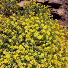 yellow flowers in the garden