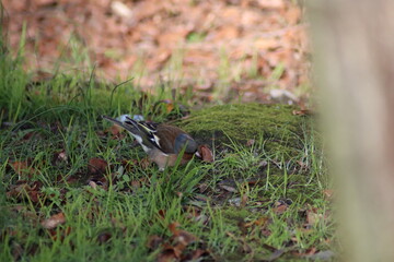 a finch sits on the ground