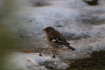 a finch sits on the ground
