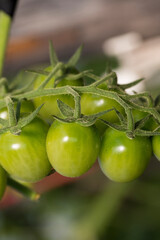 Bunch of unripe tomatoes hanging on a branch