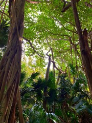 Tropical Forest 1