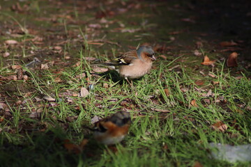 a finch sits on the ground