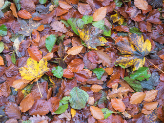 colorful autumn fallen wet beech, maple, oak and birch tree leaves on forest ground. Seasonal natural background
