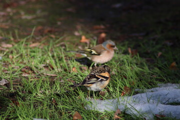 a finch sits on the ground