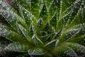 plantas