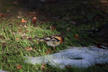 a finch sits on the ground