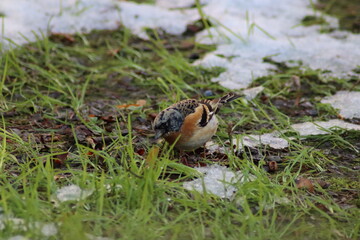 a finch sits on the ground
