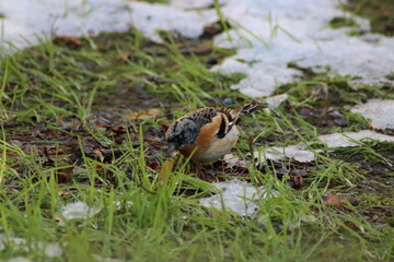 a finch sits on the ground