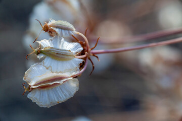 macro