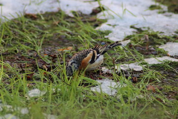 a finch sits on the ground