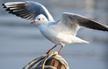Seagull standing on a wood with open wings