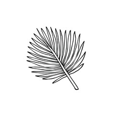 Vector hand drawn doodle sketch palm leaf isolated on white background