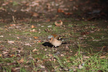a finch sits on the ground