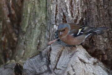 spotted woodpecker