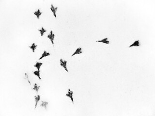 Footprints of birds in the snow. 