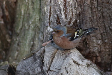 spotted woodpecker