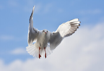 Seagull flying with open wings
