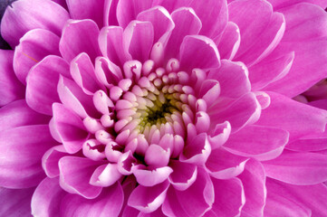 Pink chrysanthemum  flower ideal plants for the home
