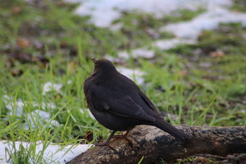 blackbird on the ground