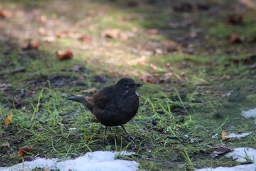 Obraz premium blackbird on the ground