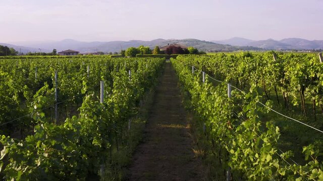 Close flight over the vineyards of italy drone aerial 4k
