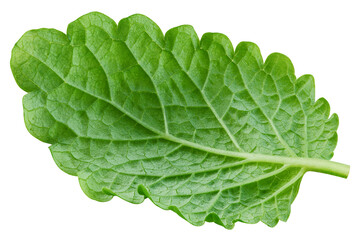 Melissa leaf, lemon balm isolated on white background, clipping path, full depth of field