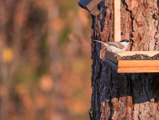 Close up Willow tit, Poecile montanus bird perched on the bird feeder table with sunflower seed. Bird feeding concept. Selective focus.