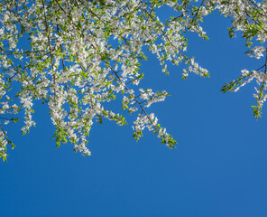 Branches of bird cherry in spring against the sky